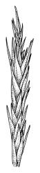 Dicranum leioneuron, portion of shoot, moist. Drawn from A.J. Fife 11431, CHR 567566.
 Image: R.C. Wagstaff © Landcare Research 2018 